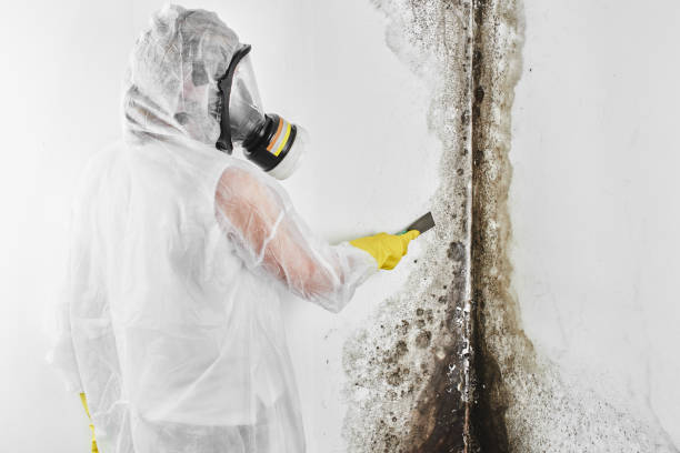 Best Mold Cleaning Services  in Strawberry Point, IA