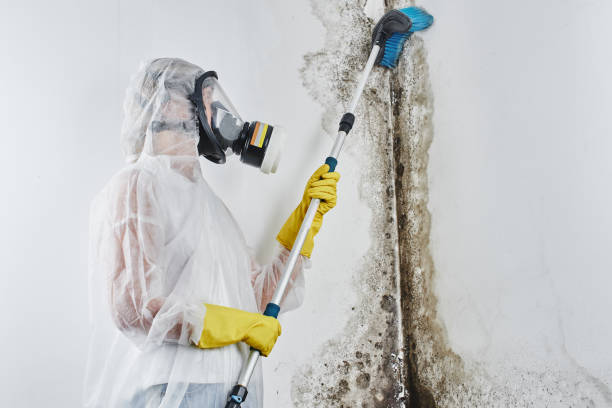 Best Attic Mold Removal  in Strawberry Point, IA