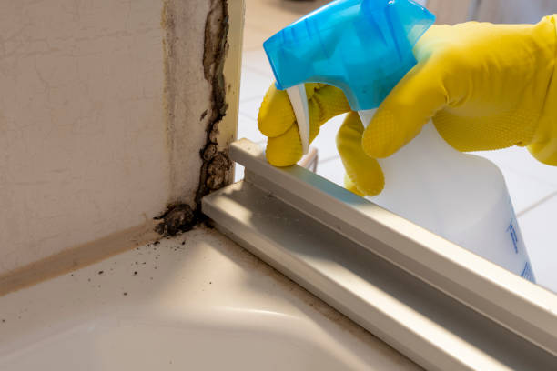 Best Certified Mold Removal  in Strawberry Point, IA