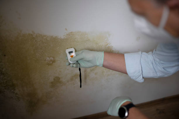 Best Local Mold Removal Service  in Strawberry Point, IA