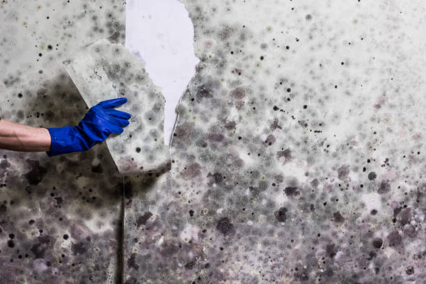Best Affordable Mold Removal  in Strawberry Point, IA